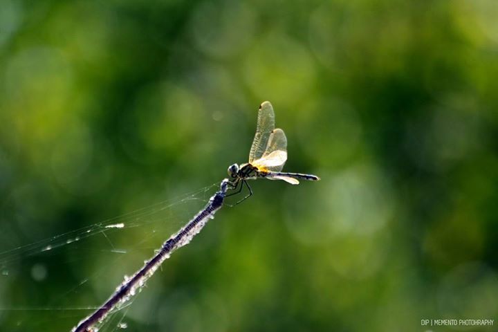Pretty Yellow Dragonfly | Nature Photography |

#YellowDragonfly  #Creatures #BeautifulCreatures #beautyofgod  #nature #naturephotography #photography #picoftheday #wowpicture #beautyfulnature #insects #beautifulinsects

#dipsphotography | #mementophotography
