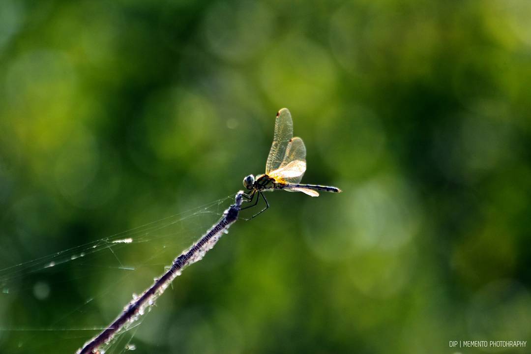 Pretty Yellow Dragonfly | Nature Photography |

#YellowDragonfly #Creatures #BeautifulCreatures #beautyofgod #nature #naturephotography #photography #picoftheday #wowpicture #beautyfulnature #insects #beautifulinsects #india_clicks
#ahmedabaddiaries #instagram_of_ahmedabad #birds #ahmedabad_instagram #instagramahmedabad #instagram_ahmedabad #instagramahub
#dipsphotography | #mementophotography